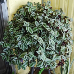 Tradescantia Zebrina Live Plant - Trailing Houseplant - Easy Care - Image 1