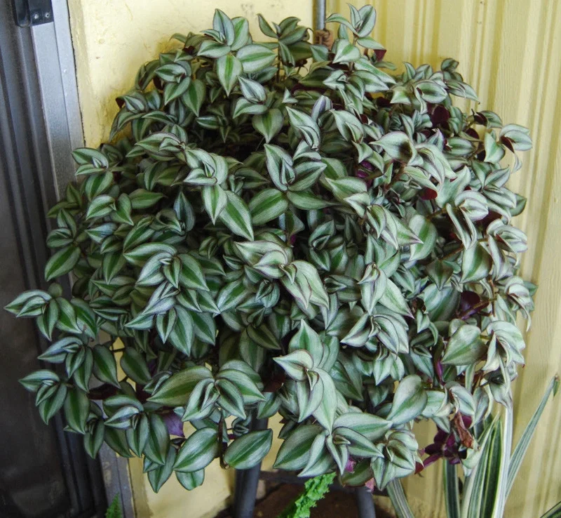 Tradescantia Zebrina Live Plant - Trailing Houseplant - Easy Care - Image 1