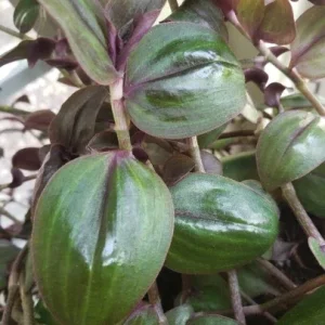 Tradescantia Zebrina 'Purple Plush' Live Plant - Rare Wandering Jewel Indoor - Image 1