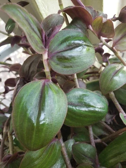 Tradescantia Zebrina 'Purple Plush' Live Plant - Rare Wandering Jewel Indoor - Image 1