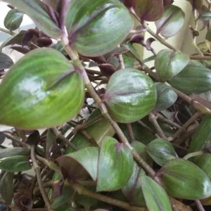 Tradescantia Zebrina 'Purple Plush' Live Plant - Rare Wandering Jewel Indoor - Image 2