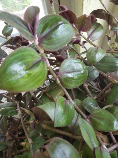 Tradescantia Zebrina 'Purple Plush' Live Plant - Rare Wandering Jewel Indoor - Image 2