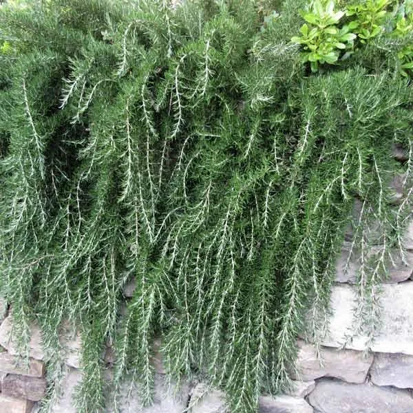 Trailing Rosemary Live Plant – 1 Gallon – Fragrant Outdoor Herb - Image 2
