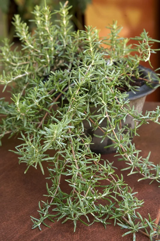 Trailing Rosemary Live Plant – 1 Gallon – Fragrant Outdoor Herb - Image 1