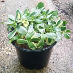 Tricolor Variegated Jade Plant Live Succulent, Crassula Ovata, 3.5 Inch Pot, 3-4 Inches Tall, Indoor - Image 2