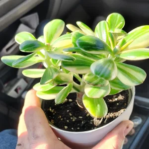 Tricolor Variegated Jade Plant Live Succulent, Crassula Ovata, 3.5 Inch Pot, 3-4 Inches Tall, Indoor - Image 3