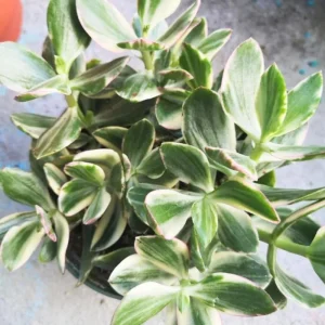 Tricolor Variegated Jade Plant Live Succulent, Crassula Ovata, 3.5 Inch Pot, 3-4 Inches Tall, Indoor - Image 4
