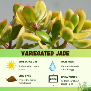 Tricolor Variegated Jade Plant Live Succulent, Crassula Ovata, 3.5 Inch Pot, 3-4 Inches Tall, Indoor - Image 5