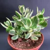 Tricolor Variegated Jade Plant Live Succulent, Crassula Ovata, 3.5 Inch Pot, 3-4 Inches Tall, Indoor - Image 1