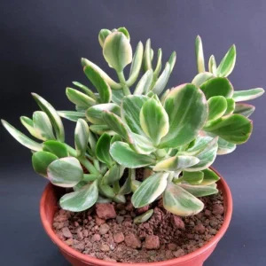 Tricolor Variegated Jade Plant Live Succulent, Crassula Ovata, 3.5 Inch Pot, 3-4 Inches Tall, Indoor - Image 1
