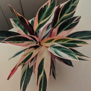 Triostar Stromanthe Live Plant – Colorful Calathea Tropical Foliage in 6 inch pot - Image 2