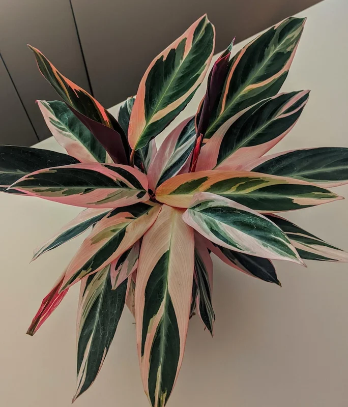 Triostar Stromanthe Live Plant – Colorful Calathea Tropical Foliage in 6 inch pot - Image 2