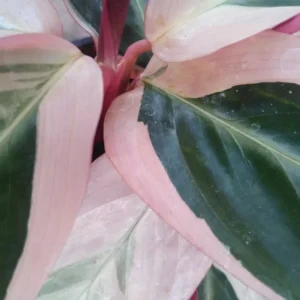 Triostar Stromanthe Live Plant – Colorful Calathea Tropical Foliage in 6 inch pot - Image 3
