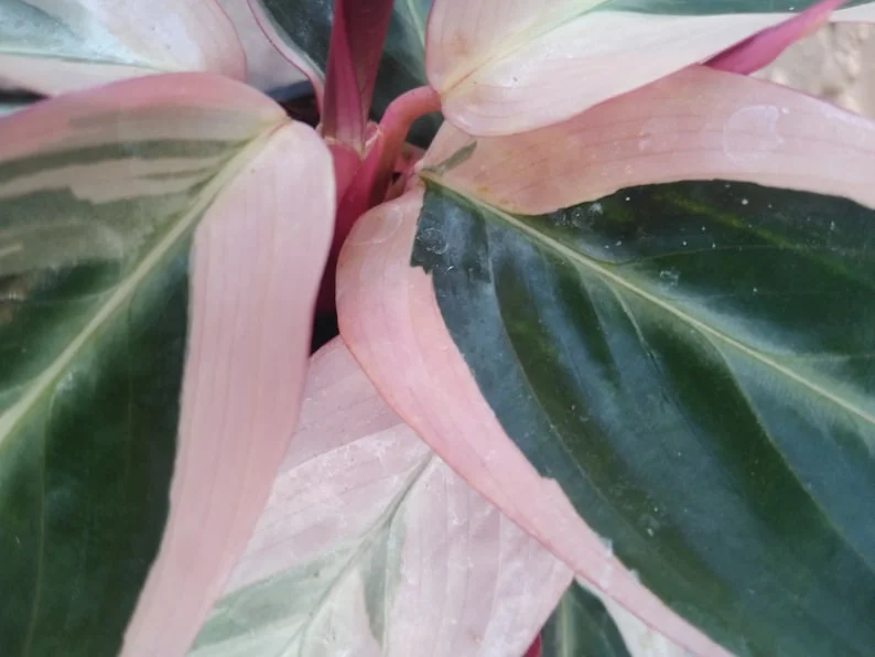 Triostar Stromanthe Live Plant – Colorful Calathea Tropical Foliage in 6 inch pot - Image 3