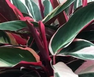 Triostar Stromanthe Live Plant – Colorful Calathea Tropical Foliage in 6 inch pot - Image 4