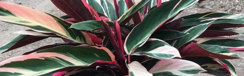 Triostar Stromanthe Live Plant – Colorful Calathea Tropical Foliage in 6 inch pot - Image 4
