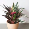 Triostar Stromanthe Live Plant – Colorful Calathea Tropical Foliage in 6 inch pot - Image 1