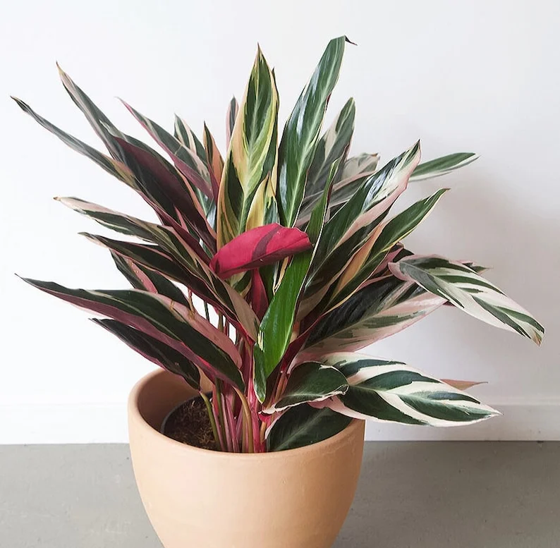 Triostar Stromanthe Live Plant – Colorful Calathea Tropical Foliage in 6 inch pot - Image 1