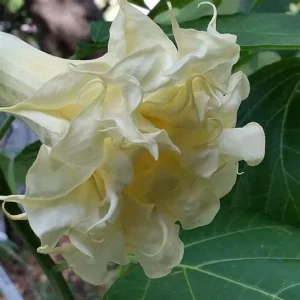 Triple Cream Angel Trumpet Seeds - Brugmansia Datura Flower Seeds - 10 Count - Image 2