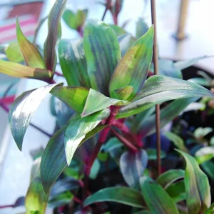 Tripogandra Serrulata Purple Scimitars Live Plant - Tradescantia Elongata Spiderwort - Image 2