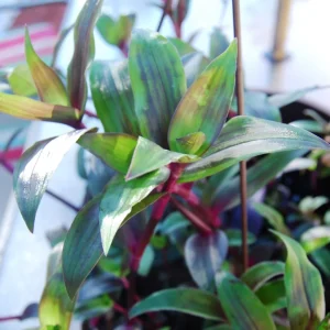 Tripogandra Serrulata Purple Scimitars Live Plant - Tradescantia Elongata Spiderwort - Image 2