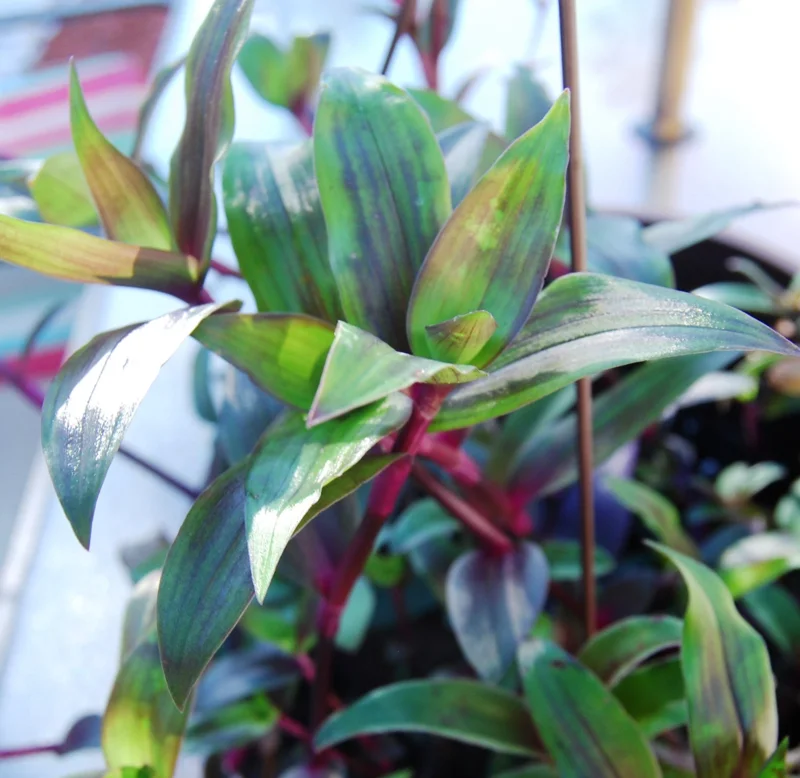 Tripogandra Serrulata Purple Scimitars Live Plant - Tradescantia Elongata Spiderwort - Image 2