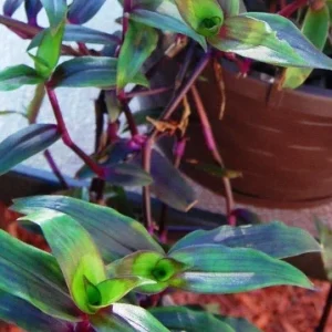 Tripogandra Serrulata Purple Scimitars Live Plant - Unique Foliage, Indoor/Outdoor - Image 2