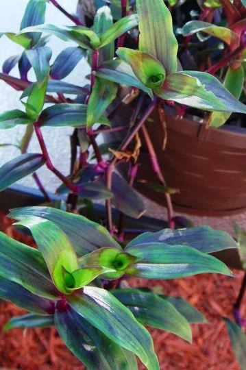 Tripogandra Serrulata Purple Scimitars Live Plant - Unique Foliage, Indoor/Outdoor - Image 2