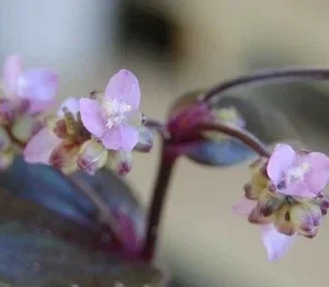 Tripogandra Serrulata Purple Scimitars Live Plant - Unique Foliage, Indoor/Outdoor - Image 3