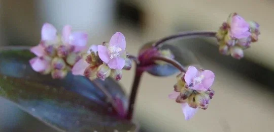 Tripogandra Serrulata Purple Scimitars Live Plant - Unique Foliage, Indoor/Outdoor - Image 3