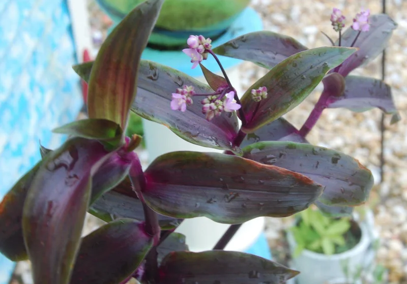Tripogandra Serrulata Purple Scimitars Live Plant - Tradescantia Elongata Spiderwort - Image 3