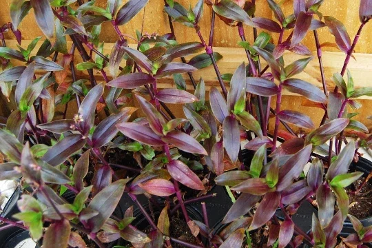 Tripogandra Serrulata Purple Scimitars Live Plant - Unique Foliage, Indoor/Outdoor - Image 4