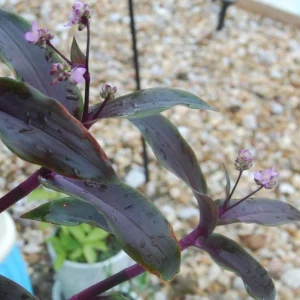 Tripogandra Serrulata Purple Scimitars Live Plant - Tradescantia Elongata Spiderwort - Image 4