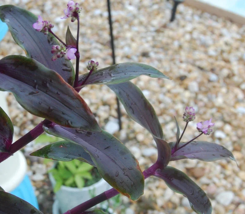 Tripogandra Serrulata Purple Scimitars Live Plant - Tradescantia Elongata Spiderwort - Image 4