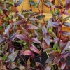 Tripogandra Serrulata Purple Scimitars Live Plant - Tradescantia Elongata Spiderwort - Image 1