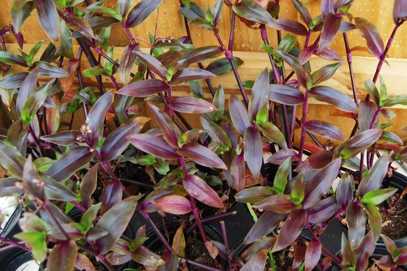 Tripogandra Serrulata Purple Scimitars Live Plant - Tradescantia Elongata Spiderwort - Image 1