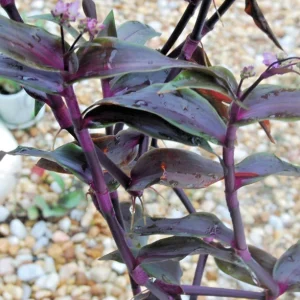 Tripogandra Serrulata Purple Scimitars Live Plant - Tradescantia Elongata Spiderwort - Image 5