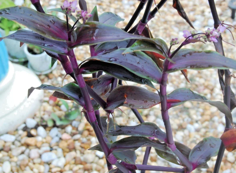 Tripogandra Serrulata Purple Scimitars Live Plant - Tradescantia Elongata Spiderwort - Image 5