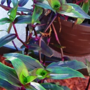Tripogandra Serrulata Purple Scimitars Live Plant - Tradescantia Elongata Spiderwort - Image 7