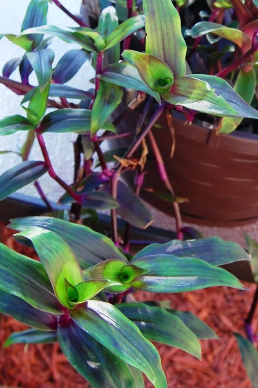Tripogandra Serrulata Purple Scimitars Live Plant - Tradescantia Elongata Spiderwort - Image 7