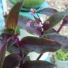 Tripogandra Serrulata Purple Scimitars Live Plant - Unique Foliage, Indoor/Outdoor - Image 1