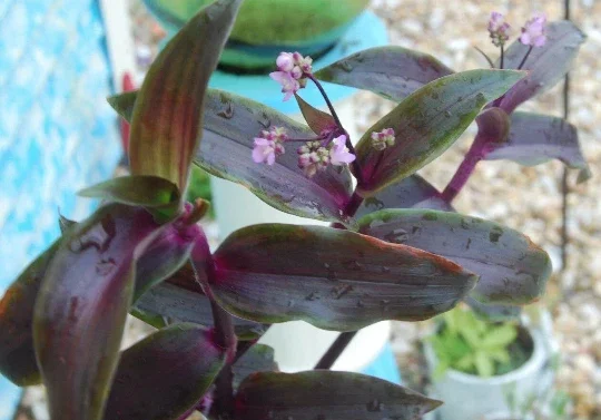 Tripogandra Serrulata Purple Scimitars Live Plant - Unique Foliage, Indoor/Outdoor - Image 1