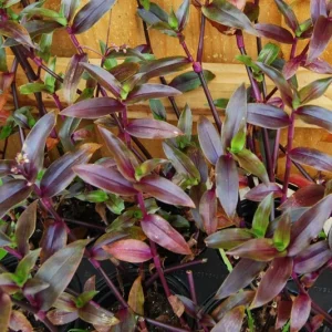 Tripogandra Serrulata Purple Scimitars Live Plant - Tradescantia Elongata Spiderwort - Image 1