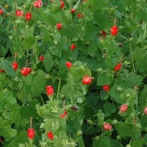 Turks Cap Live Plant – 1 Gallon Shrub – Outdoor Flowering Plant - Image 2