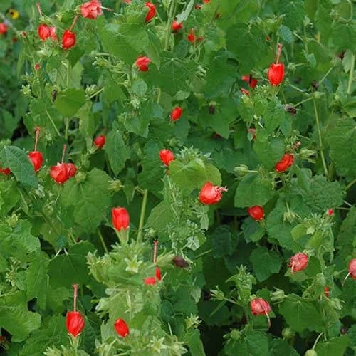 Turks Cap Live Plant – 1 Gallon Shrub – Outdoor Flowering Plant - Image 2
