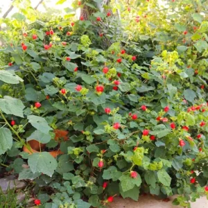 Turks Cap Live Plant – 1 Gallon Shrub – Outdoor Flowering Plant - Image 3