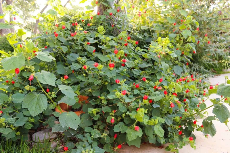 Turks Cap Live Plant – 1 Gallon Shrub – Outdoor Flowering Plant - Image 3