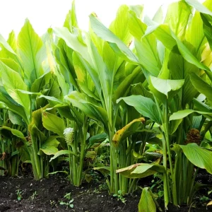 Turmeric Live Plant 4-8 Inch – Curcuma Longa Tropical Herb – Indoor/Outdoor - Image 2