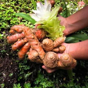 Turmeric Live Plant 4-8 Inch – Curcuma Longa Tropical Herb – Indoor/Outdoor - Image 3