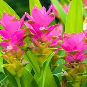 Turmeric Live Plant 4-8 Inch – Curcuma Longa Tropical Herb – Indoor/Outdoor - Image 5